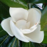 anestis1956's Avatar