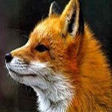 vulpea's Avatar